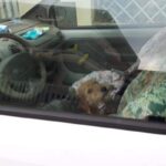 cane chiuso in auto
