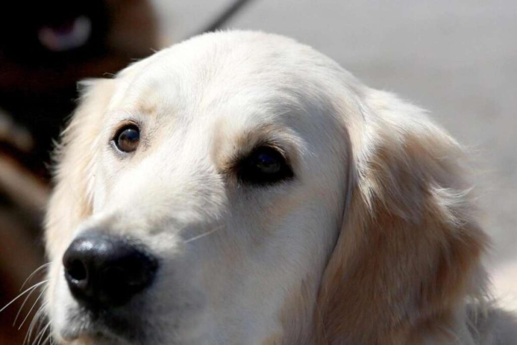 Un cane labrador