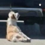 cane legato auto