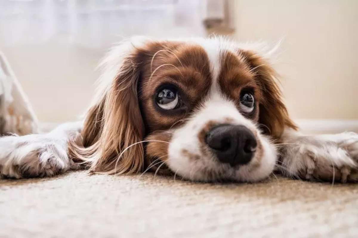 Un cagnolino