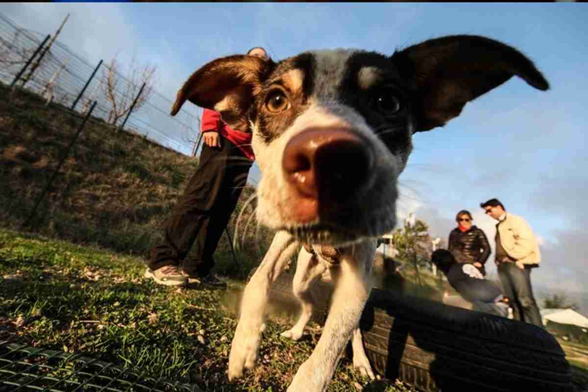 Un cane