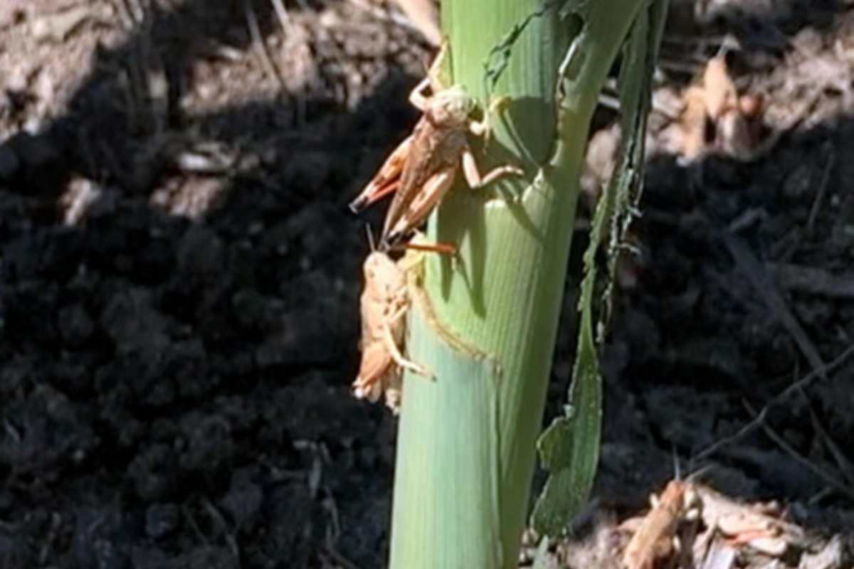 cavallette sul grano