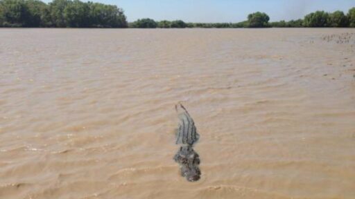 un coccodrillo in un fiume