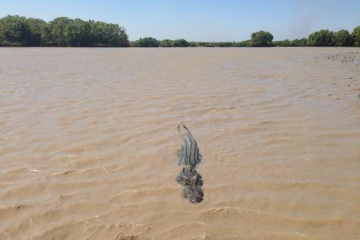 coccodrillo in un fiume