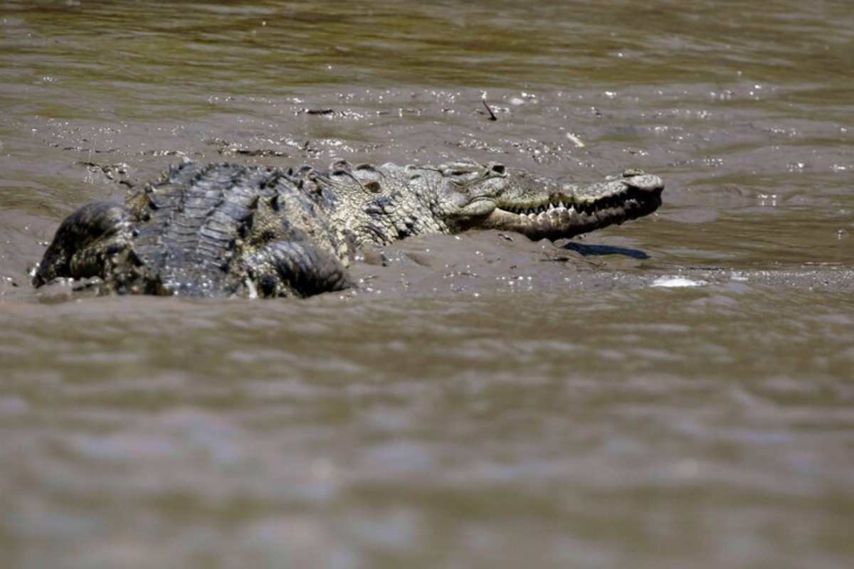 un coccodrillo australiano