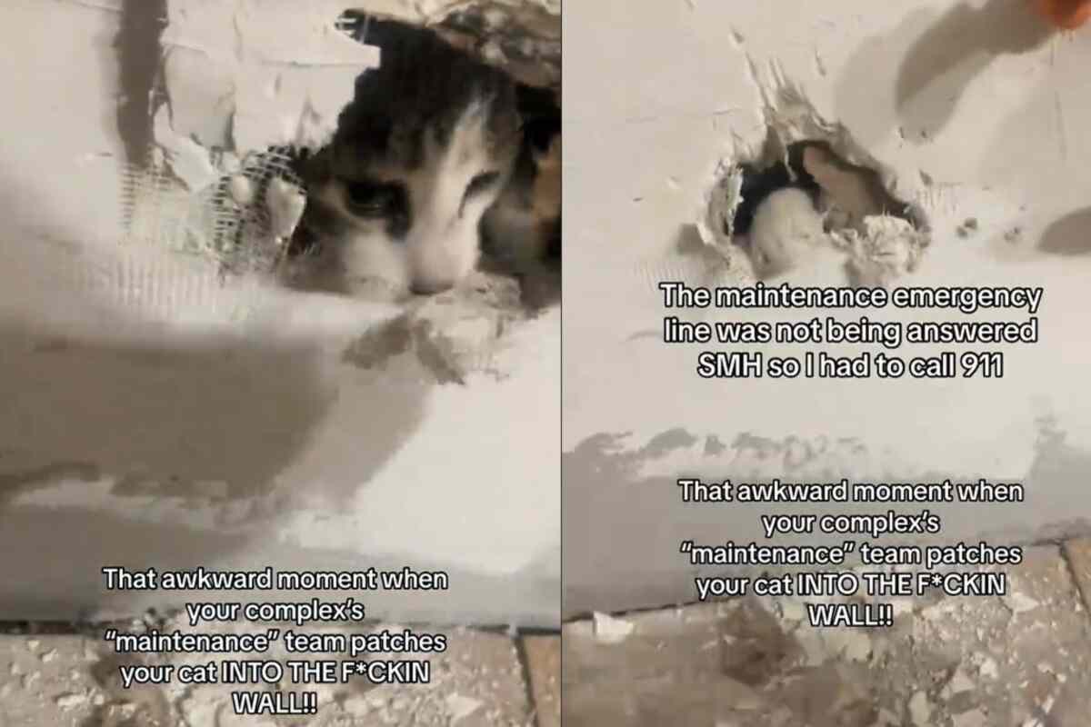Sente miagolii e scopre il gatto murato, il video virale