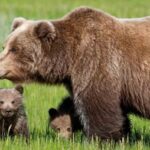 Una mamma orsa con i suoi cuccioli