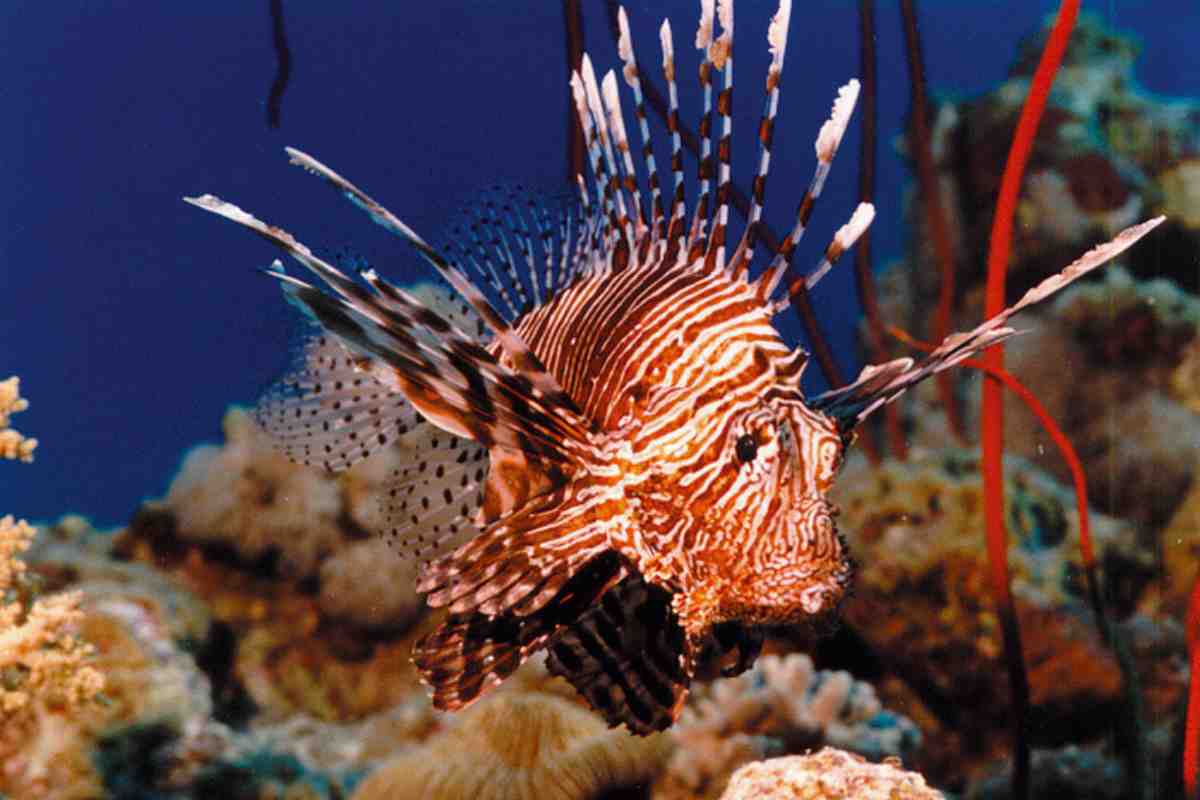 Pesce scorpione