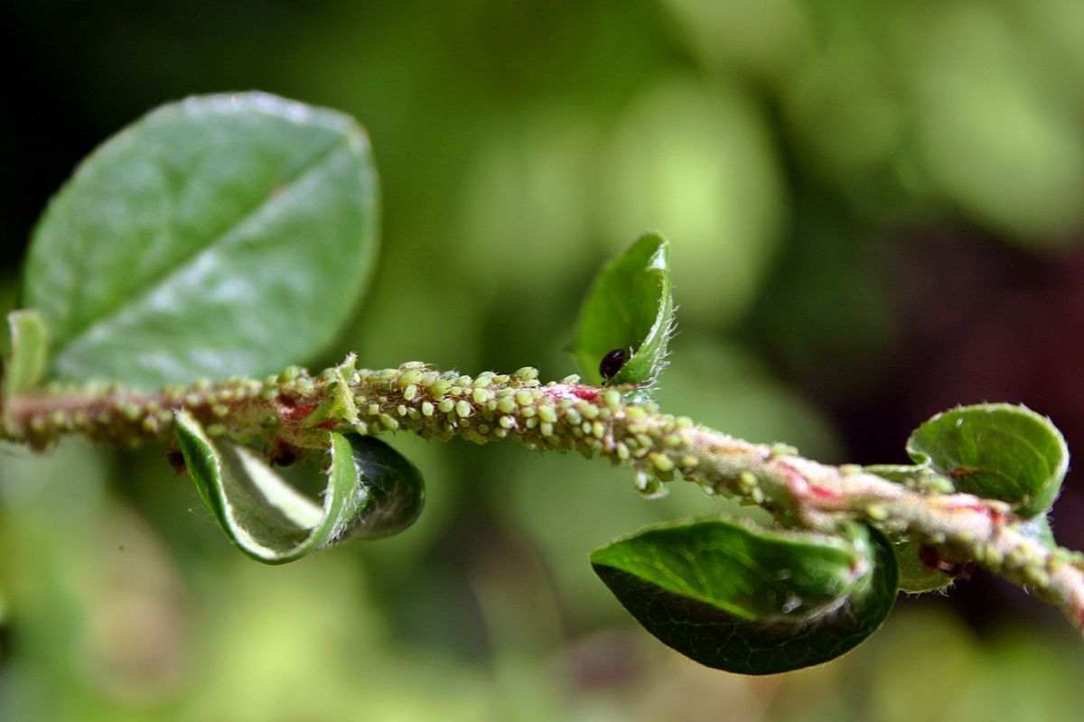 pianta con parassiti