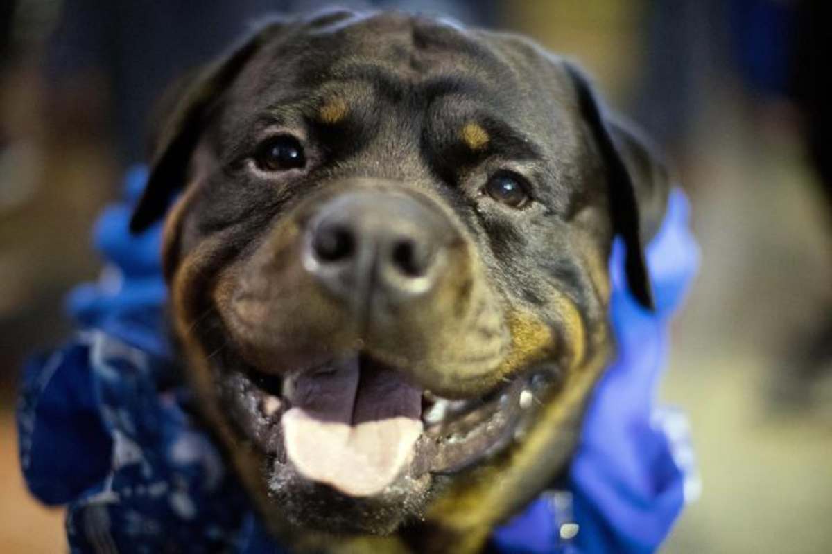 rottweiler primo piano