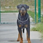 un cane rottweiler