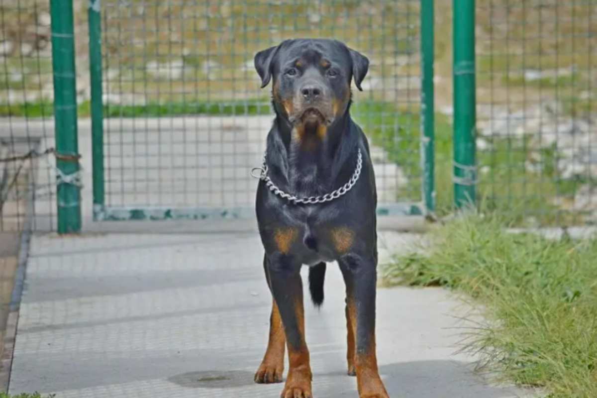 un cane rottweiler