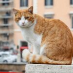 un gatto rosso