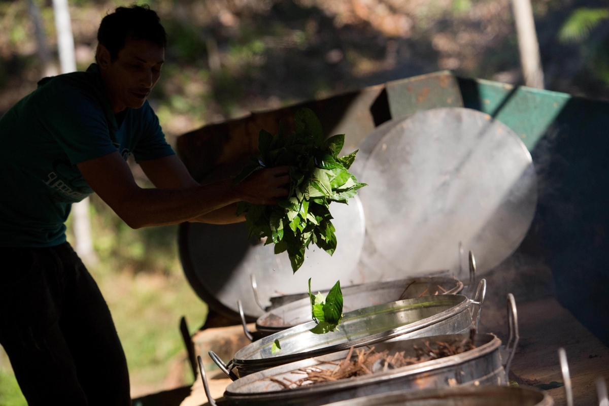 ayahuasca perù