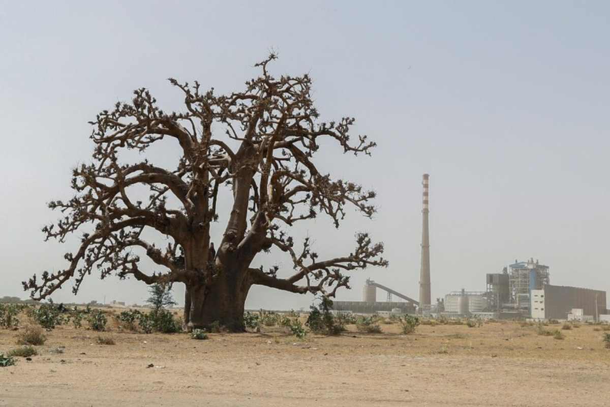 baobab georgia