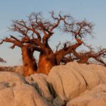 baobab morti