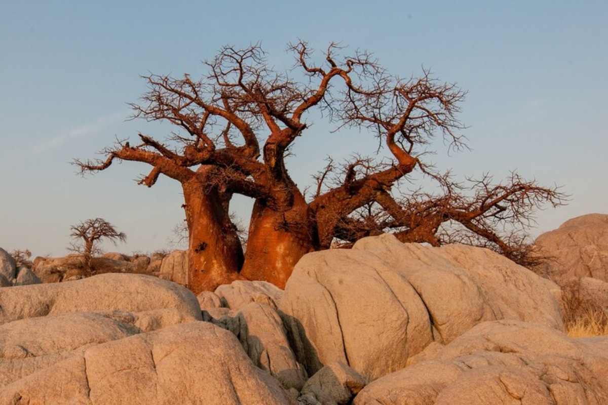 baobab morti