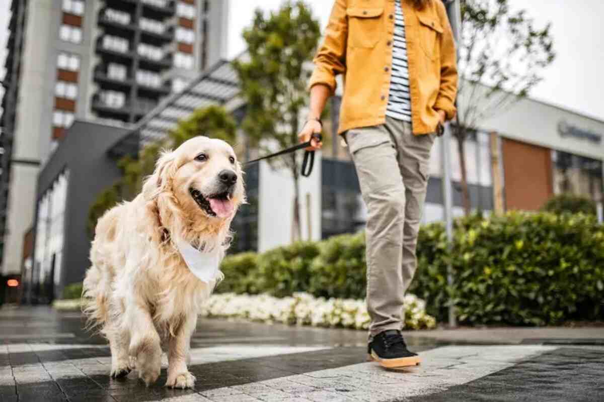 cane con il padrone