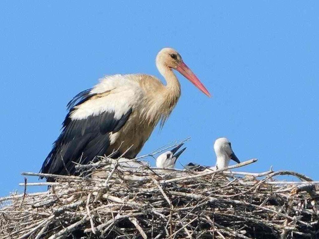 Un nido di cicogne