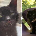 la trasformazione del gatto Dumbo