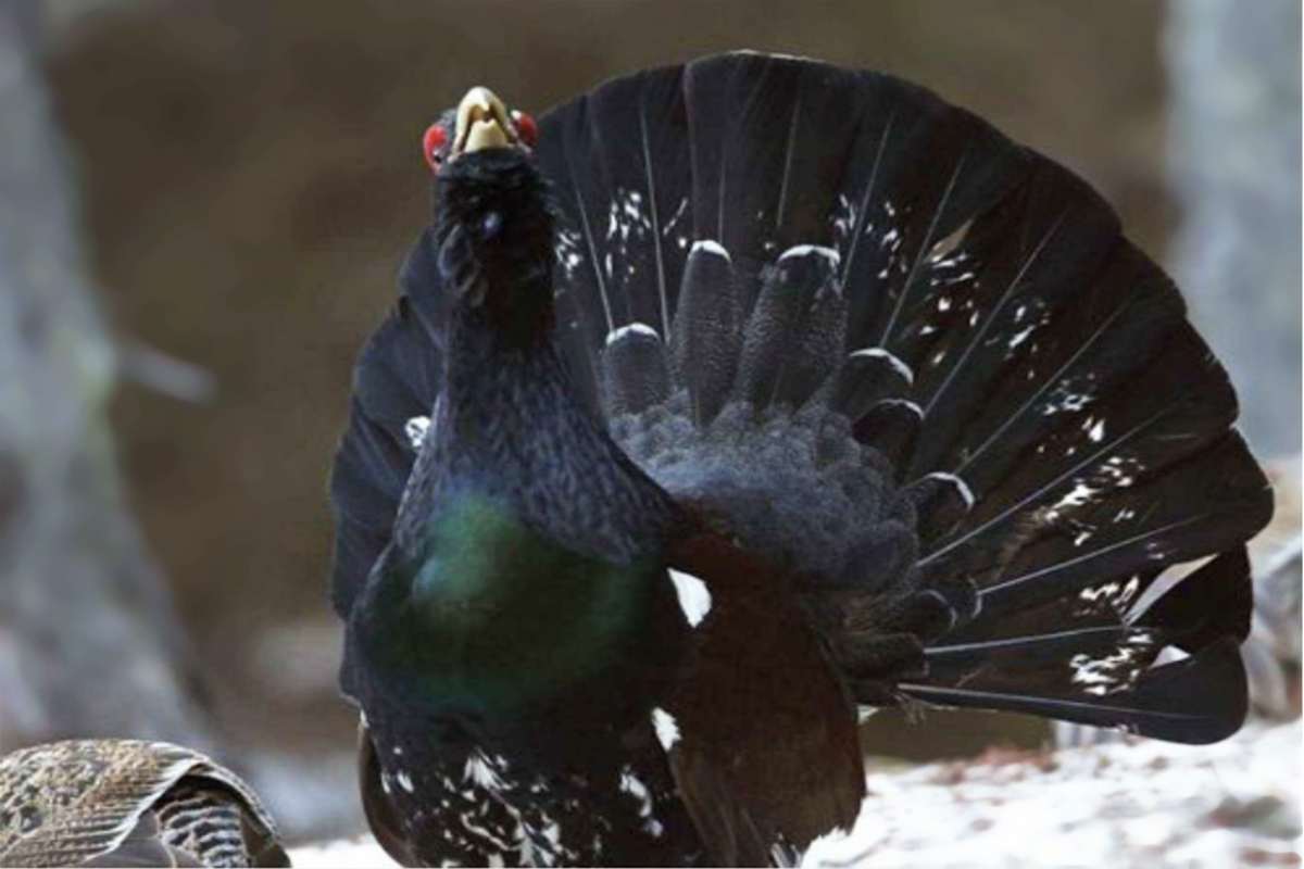 Il gallo cedrone dei Pirenei