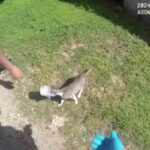 un gattino con la testa incastrata in un barattolo, il video del salvataggio