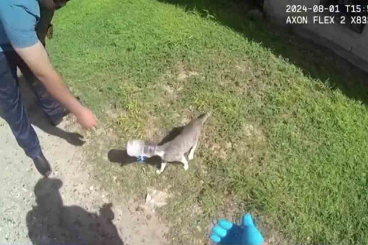 un gattino con la testa incastrata in un barattolo, il video del salvataggio