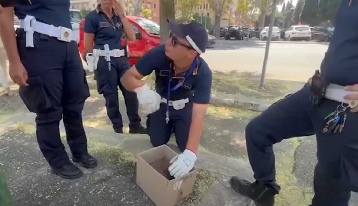 Incendio Monte Mario, il gattino salvato dai Vigili del Fuoco beve il latte nella scatola di cartone 