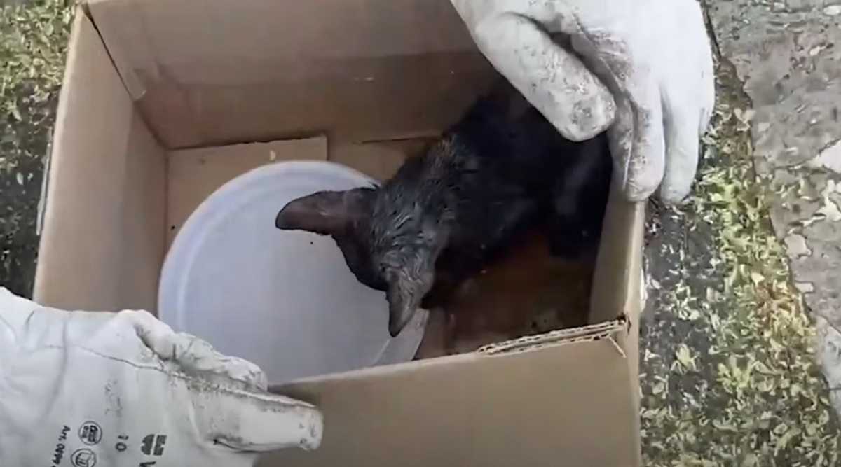 Incendio Monte Mario, il gattino salvato dai Vigili del Fuoco beve il latte nella scatola di cartone VIDEO
