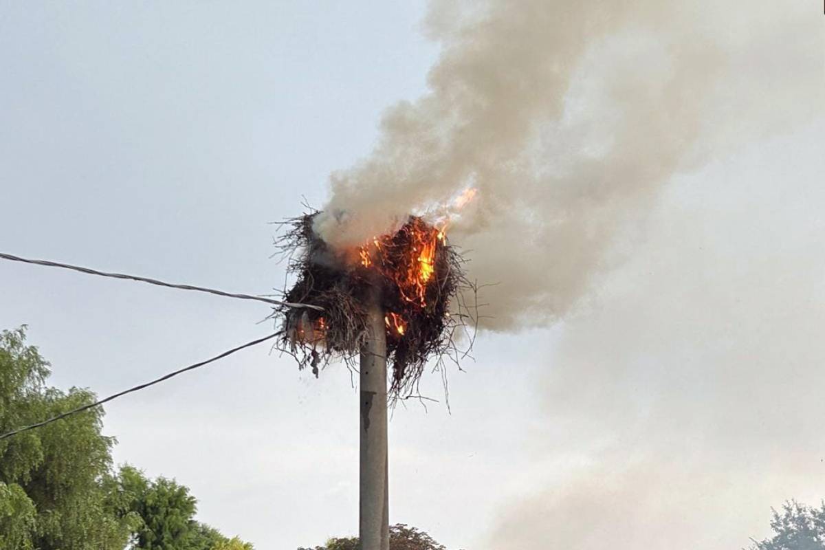 Il nido in fiamme dopo essere stato colpito dal fulmine