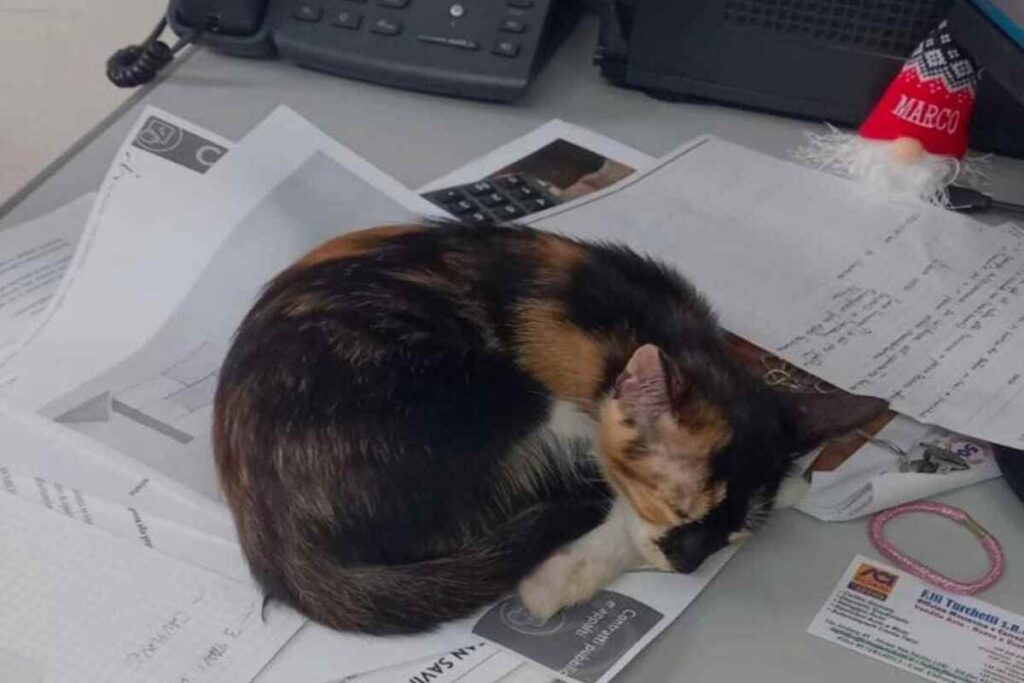 La gattina Paletta dorme su una scrivania