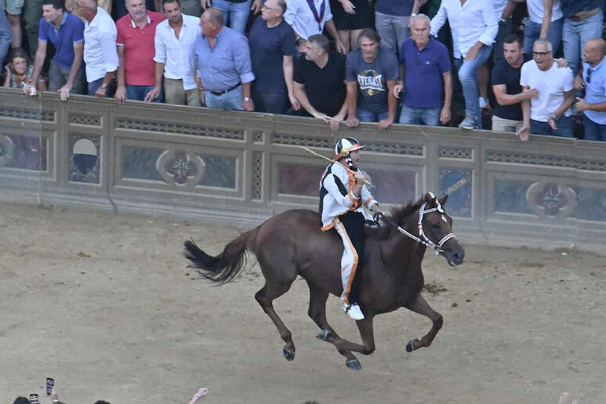 Palio di Siena, vince la contrada della Lupa con il fantino sardo Velluto sul cavallo esordiente Benitos 