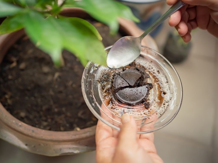 pianta e fondi di caffè 