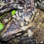 La testa della madre pitone assalita dalle zecche nella palude degli Everglades