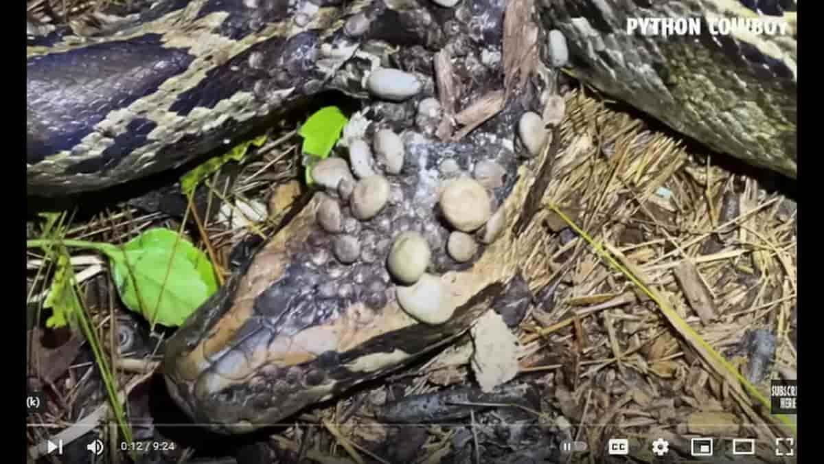 La testa della madre pitone assalita dalle zecche nella palude degli Everglades