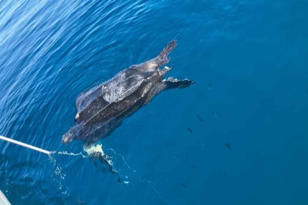 un'esemplare di tartaruga liuto nuota in mare 