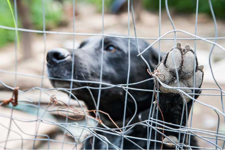 Cane in rifugio con la zampa sulla grata della gabbia