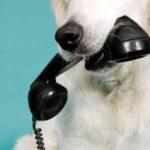 un cane con la cornetta del telefono in bocca