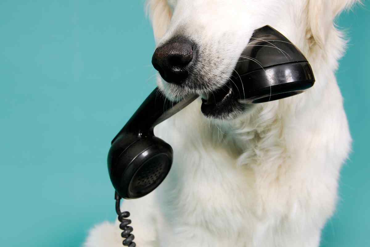 un cane con la cornetta del telefono in bocca