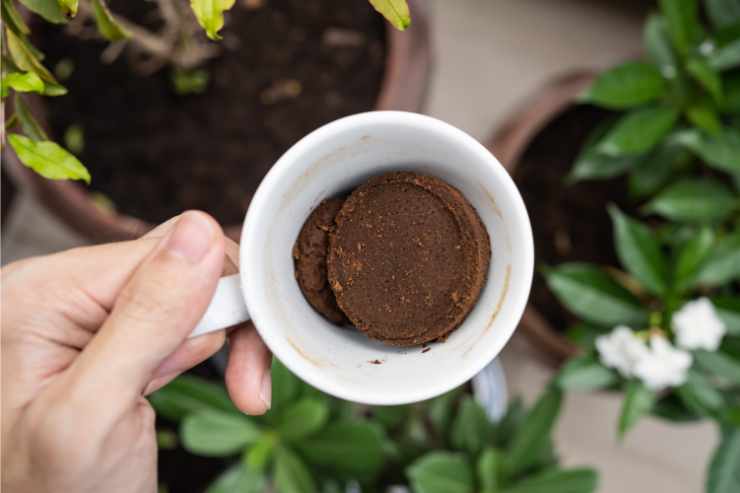 tazzina con fondi di caffè come concime con sotto le piante