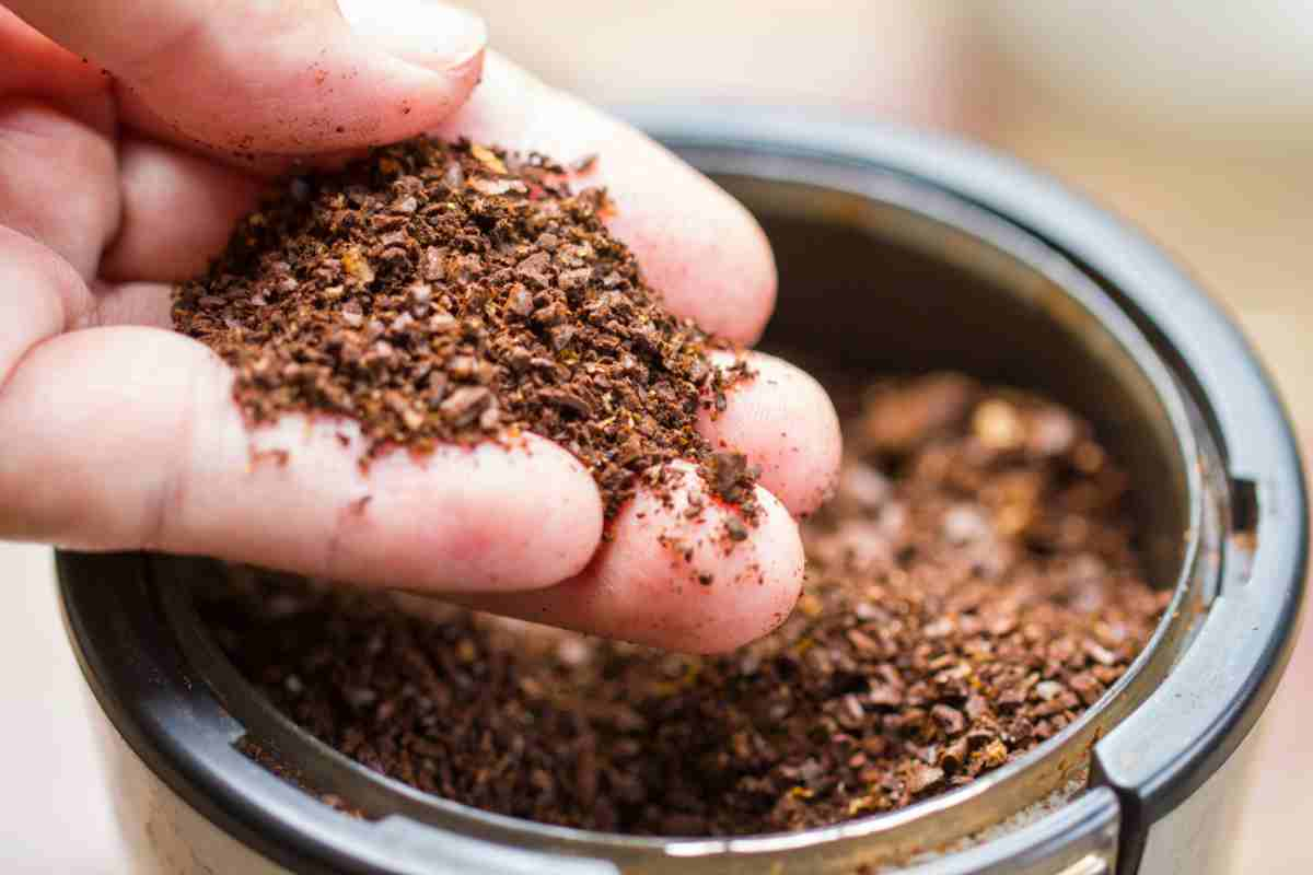 fondo di caffè in una mano per usarlo come concime