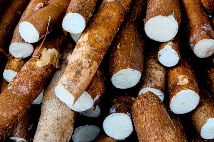 tuberi di manioca è uno degli alimenti più pericolosi al mondo