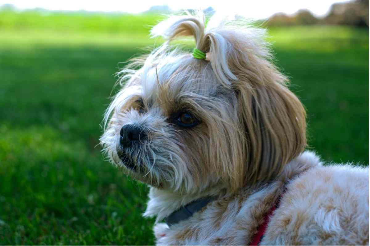 shih tzu