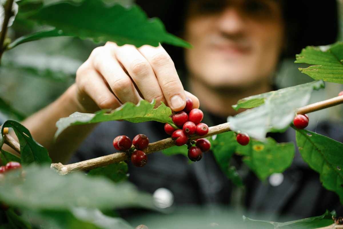 Una bacca di caffè