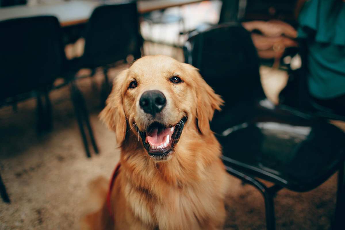 Un cane con la lingua di fuori