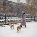 Animali domestici in Cina