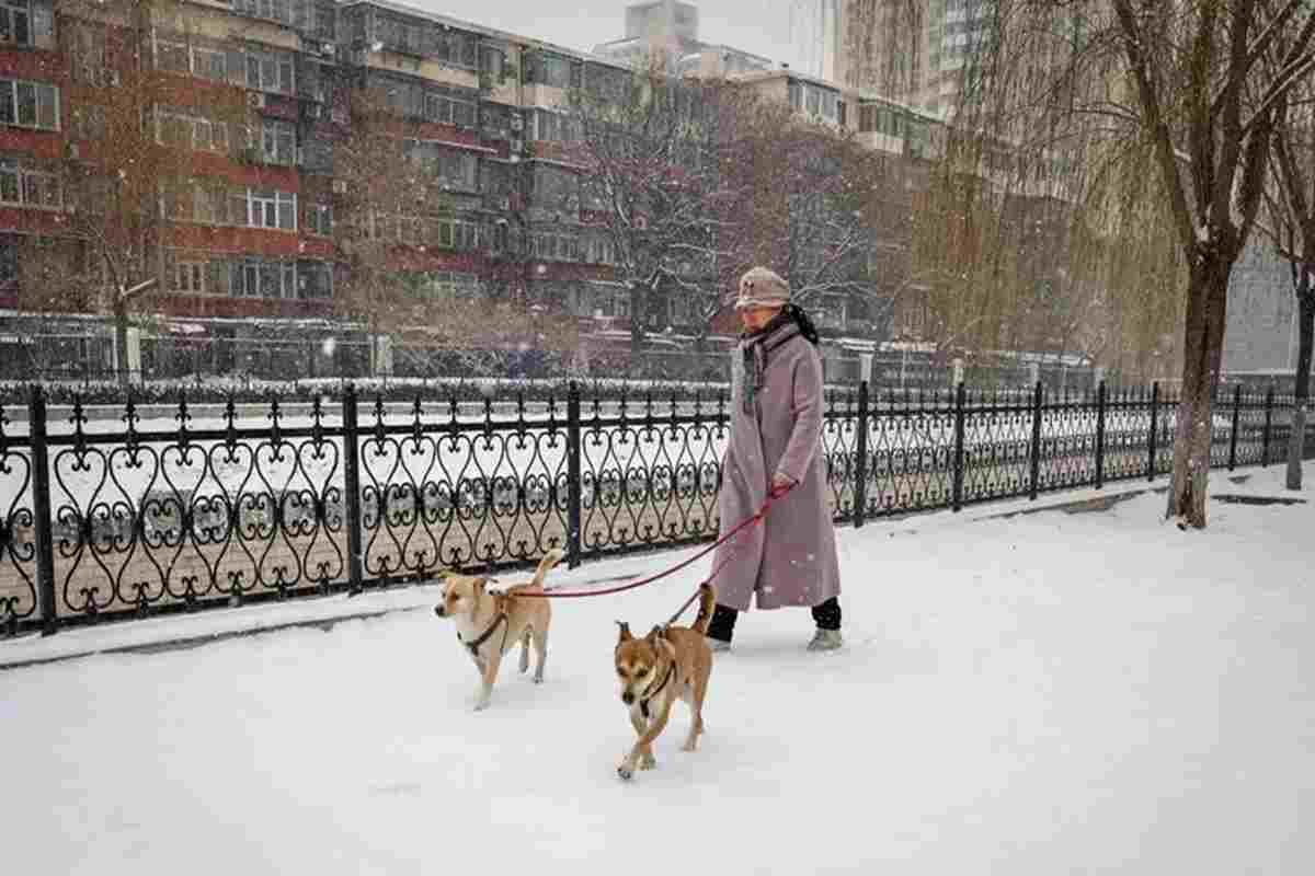 Animali domestici in Cina