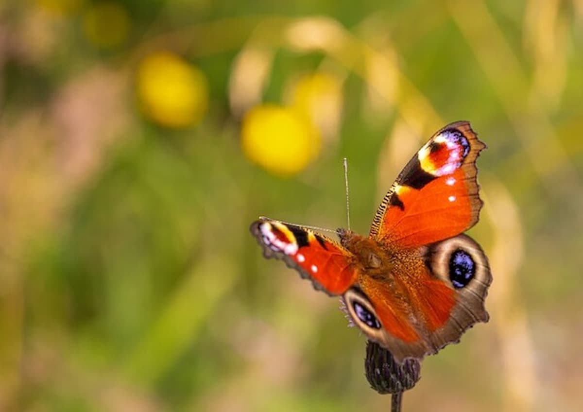 Gli splendidi colori di una farfalla, la passione per le farfalle è costata cara a due turisti italiani