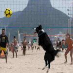 Floki mentre gioca a footvolley