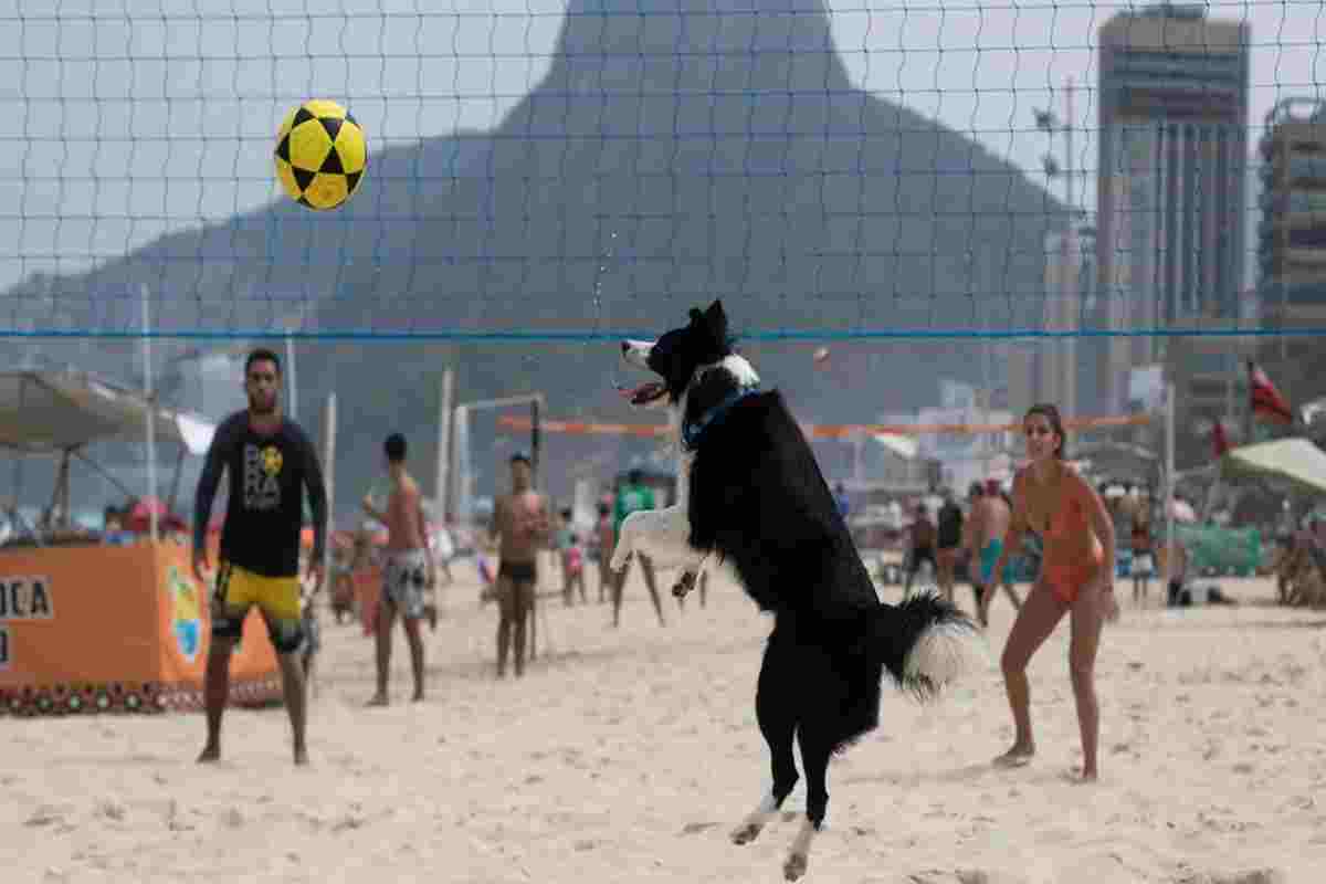 Floki mentre gioca a footvolley